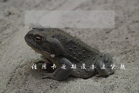 信用卡逾期没办法贷款 信用卡逾期没办法贷款