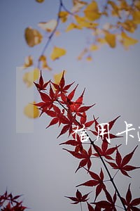 信用卡逾期没换怎么办
