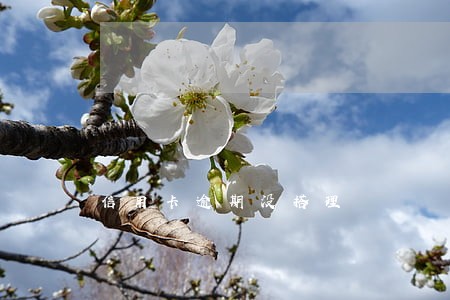 信用卡逾期没搭理 信用卡逾期没搭理