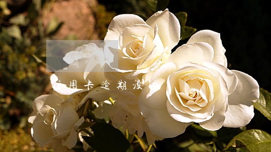 信用卡逾期没有 信用卡逾期没有
