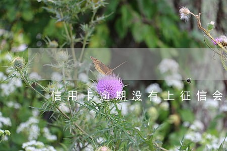 信用卡逾期没有上征信会怎么样