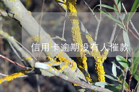 信用卡逾期没有人催款