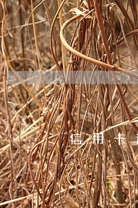 信用卡逾期没有低保证明能协商吗 信用卡逾期没有低保证明能协商吗