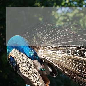 信用卡逾期没有停卡 信用卡逾期没有停卡