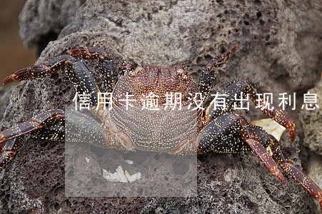 信用卡逾期没有出现利息和违约金 信用卡逾期没有出现利息和违约金