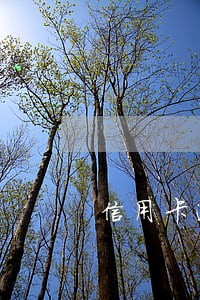 信用卡逾期没有最低还款