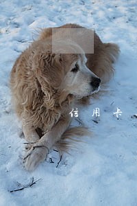 信用卡逾期没有还 信用卡逾期没有还