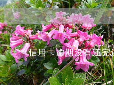 信用卡逾期没有还完还能用吗 信用卡逾期没有还完还能用吗