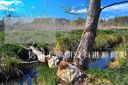 信用卡逾期没有逃避算犯法吗 信用卡逾期没有逃避算犯法吗
