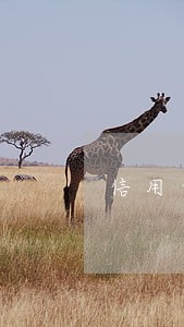 信用卡逾期没有透支 信用卡逾期没有透支