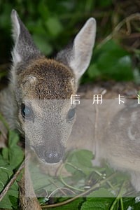 信用卡逾期没有钱还该怎么办