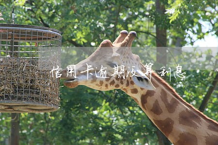 信用卡逾期没算利息 信用卡逾期没算利息