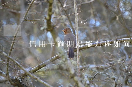 信用卡逾期没能力还如何协商