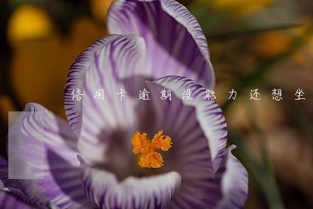 信用卡逾期没能力还想坐牢 信用卡逾期没能力还想坐牢