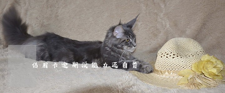 信用卡逾期没能力还自首 信用卡逾期没能力还自首