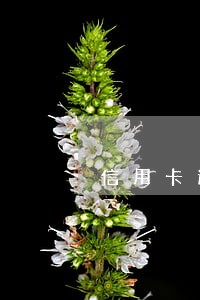 信用卡逾期没跑路 信用卡逾期没跑路