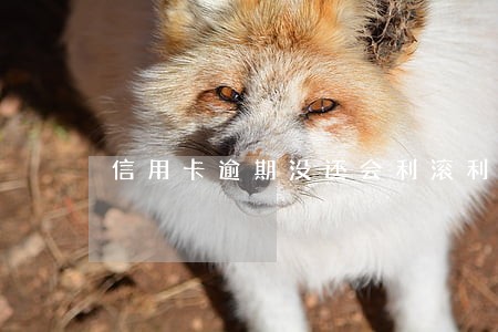 信用卡逾期没还会利滚利多久 信用卡逾期没还会利滚利多久
