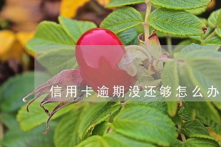 信用卡逾期没还够怎么办呀 信用卡逾期没还够怎么办呀