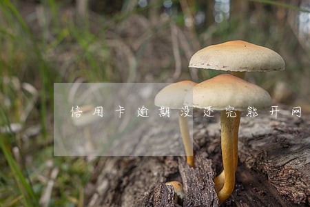 信用卡逾期没还完能开网店吗