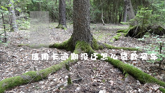 信用卡逾期没还怎么贷款买车 信用卡逾期没还怎么贷款买车