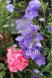 信用卡逾期没还换身份证 信用卡逾期没还换身份证