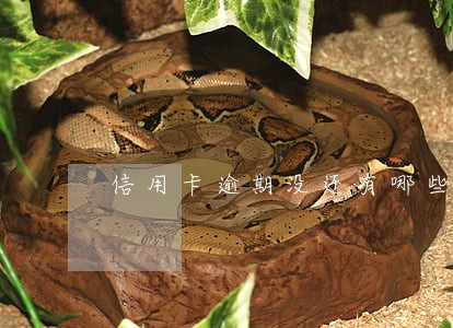 信用卡逾期没还有哪些影响 信用卡逾期没还有哪些影响