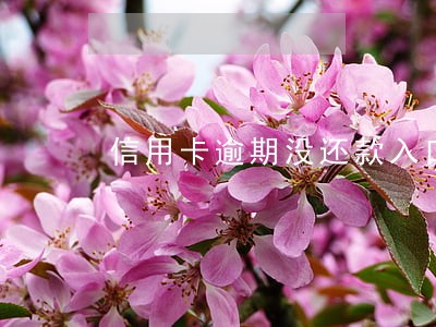 信用卡逾期没还款入口 信用卡逾期没还款入口