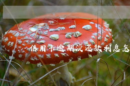 信用卡逾期没还款利息怎样算