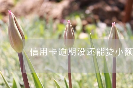 信用卡逾期没还能贷小额贷吗 信用卡逾期没还能贷小额贷吗