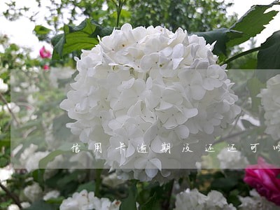 信用卡逾期没还还可以刷吗 信用卡逾期没还还可以刷吗