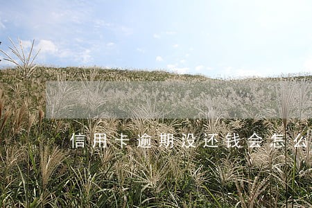 信用卡逾期没还钱会怎么样 信用卡逾期没还钱会怎么样