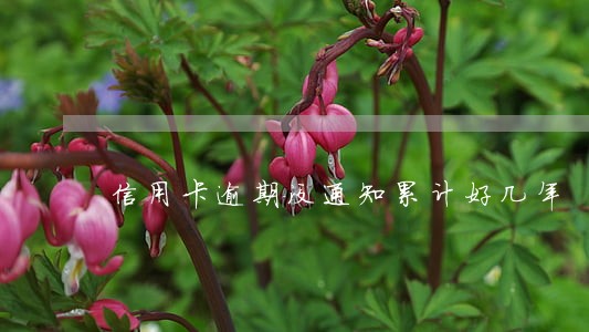 信用卡逾期没通知累计好几年 信用卡逾期没通知累计好几年