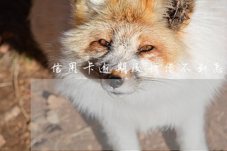 信用卡逾期没钱借不到怎么办 信用卡逾期没钱借不到怎么办