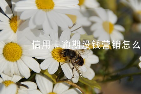 信用卡逾期没钱营销怎么办 信用卡逾期没钱营销怎么办