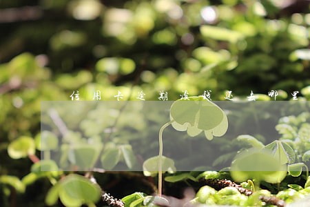 信用卡逾期没钱还去哪里自首