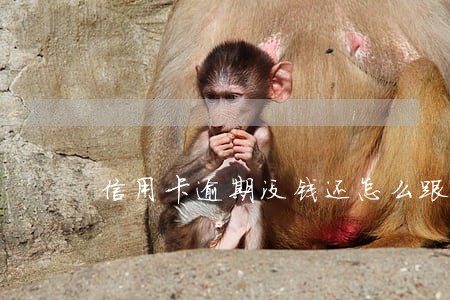 信用卡逾期没钱还怎么跟银行协商 信用卡逾期没钱还怎么跟银行协商