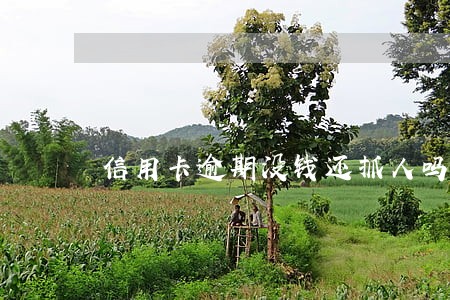 信用卡逾期没钱还抓人吗