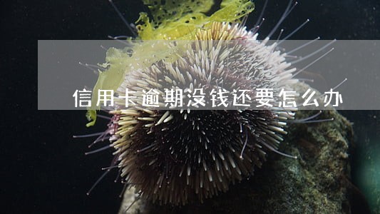 信用卡逾期没钱还要怎么办