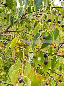 信用卡逾期法务要求还全款