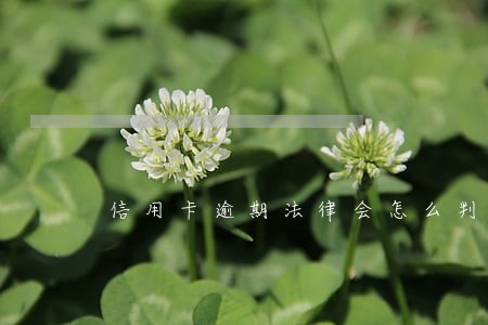 信用卡逾期法律会怎么判