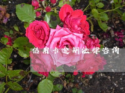 信用卡逾期法律咨询 信用卡逾期法律咨询