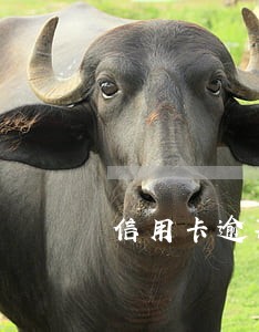 信用卡逾期法律咨询上海 信用卡逾期法律咨询上海