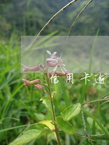 信用卡逾期法律程序是什么意思 信用卡逾期法律程序是什么意思