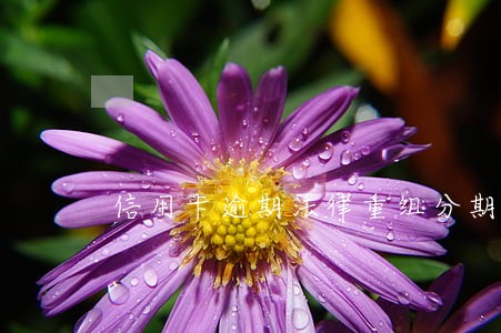 信用卡逾期法律重组分期