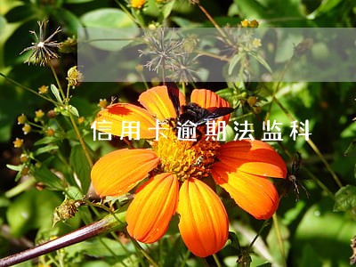 信用卡逾期法监科 信用卡逾期法监科