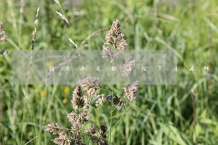 信用卡逾期法院下达调解 信用卡逾期法院下达调解