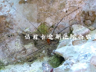 信用卡逾期法院会收罚金 信用卡逾期法院会收罚金