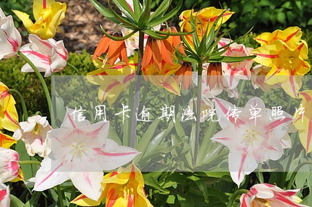 信用卡逾期法院传单照片 信用卡逾期法院传单照片
