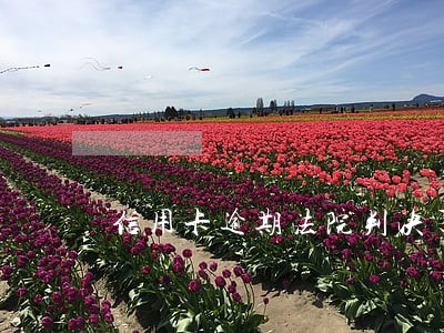 信用卡逾期法院判决了怎么办 信用卡逾期法院判决了怎么办