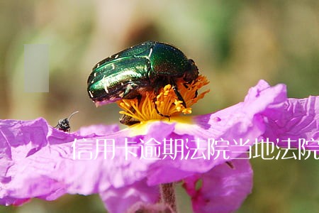 信用卡逾期法院当地法院判吗 信用卡逾期法院当地法院判吗